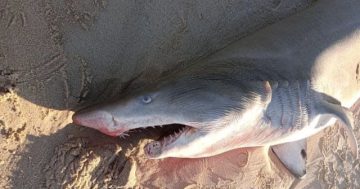 Mystery surrounds deaths of three sharks found on South Coast beaches