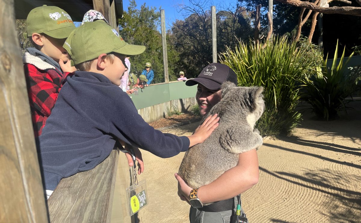 Symbio Wildlife Park keeper holding koala while kids pet it.