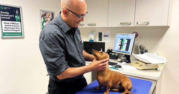 Deadly disease spreading among dogs detected in the Illawarra as vets struggle with vaccine shortages