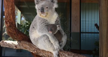 Symbio welcomes special new addition after beloved koala's baby is revealed