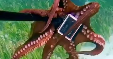 Watch as diver wrangles stolen GoPro from cheeky octopus in Jervis Bay