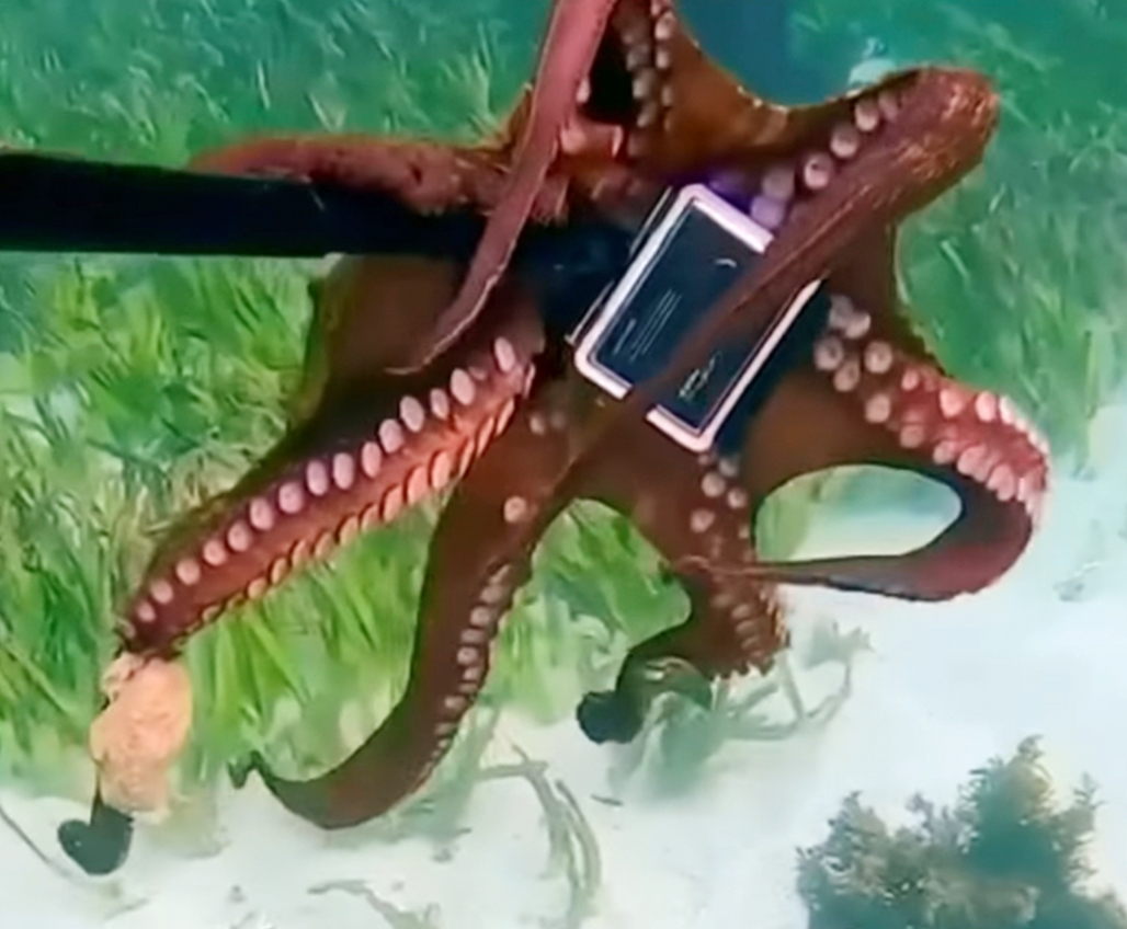 Octopus with camera