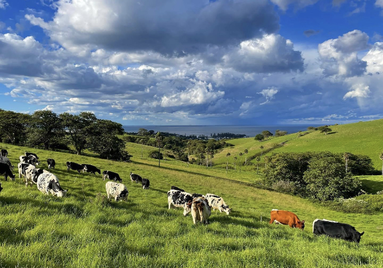 The Pines Kiama is a micro-dairy that employs sustainable and regenerative agricultural practices.