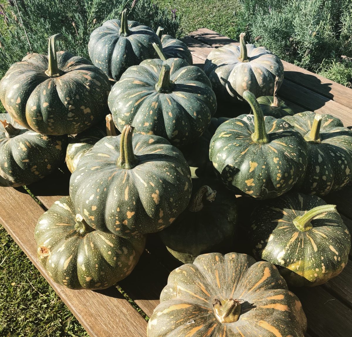 a batch of pumpkins on a pallet