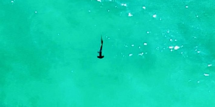 Drone shot of Hammerhead shark.