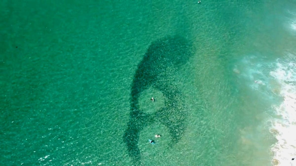 Drone shot of baitfish surrounding surfers at Stanwell Park.