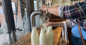 The white stuff: Consumers 'frothing' over udderly awesome milk on tap
