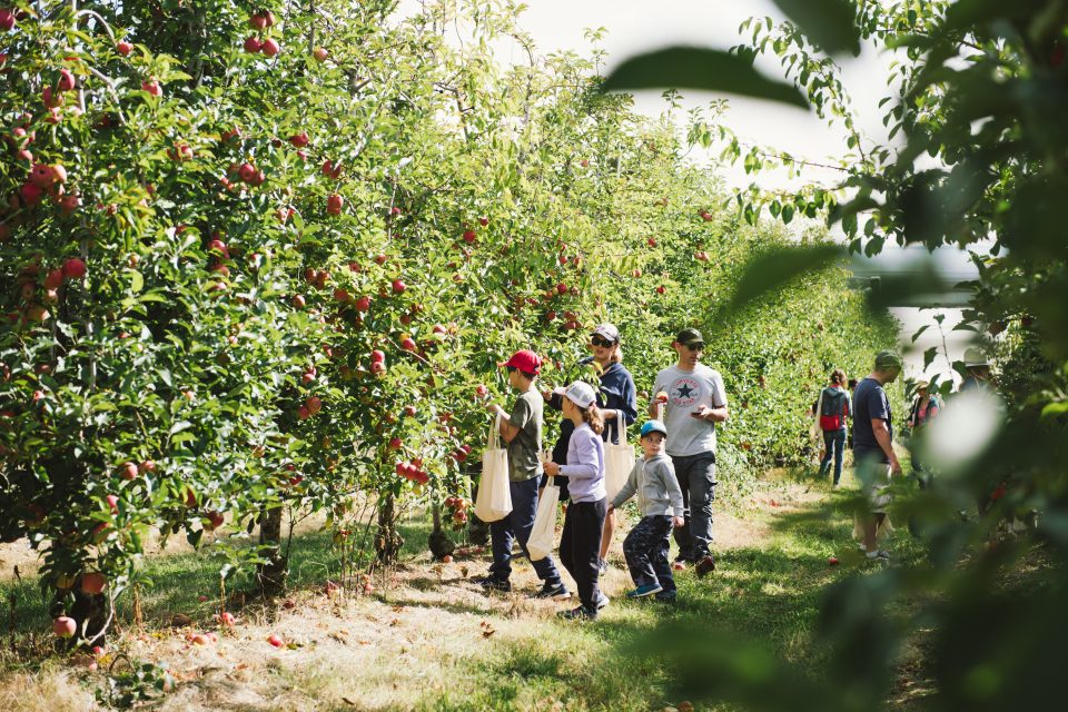 Seed planted for Glenbernie Orchard to grow | Region Illawarra