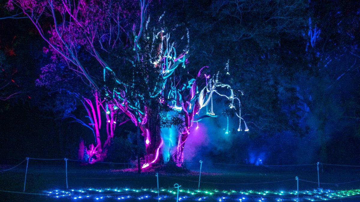 Tree draped in lights at The Enchanted Forest light and sound spectacle at Shellharbour's Blackbutt Forest Reserve