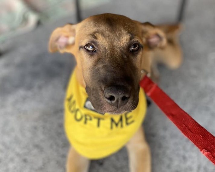 Dog wearing bandana that says 'Adopt me'