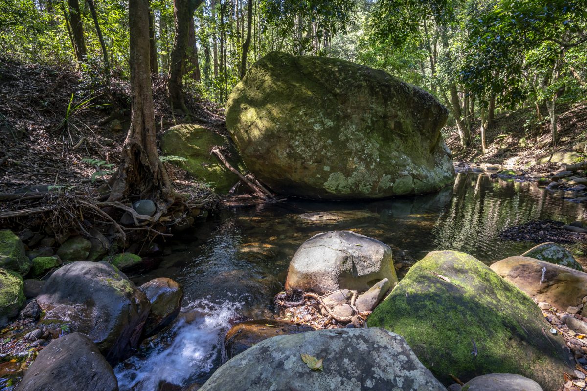 A creek runs through Macquarie National Park.