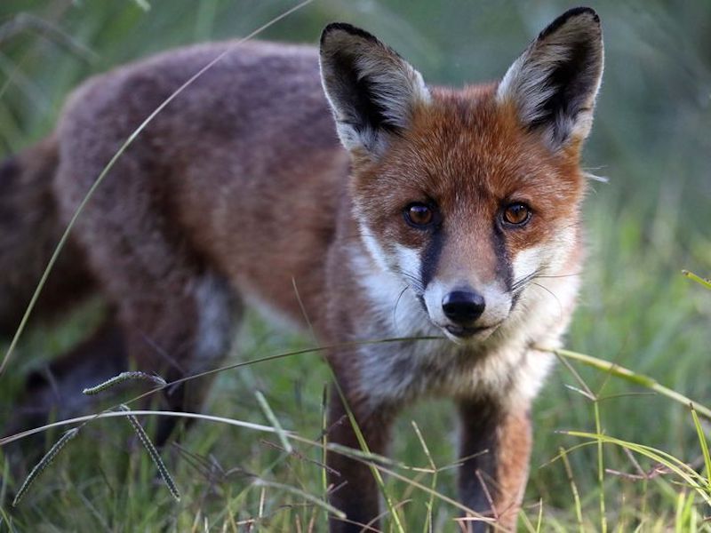 A Corrimal fox is on the run after police accused it of fowl play.