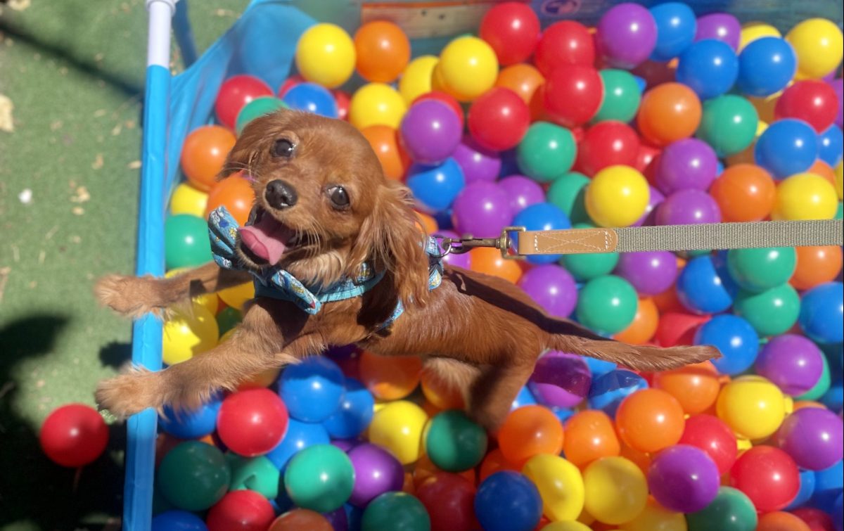 Dog playing in ball pit. 
