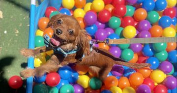 Playful pets set to have a ball at paw-some puppy fiesta while others hope to find their fur-ever families