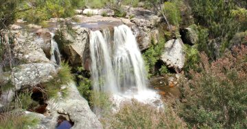 Nine of the best bushwalking trails to try in the Illawarra this spring