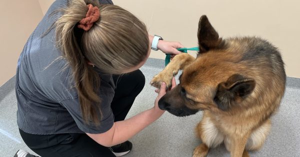 Vets warn pet owners to be on alert for ticks after a spike in cases last year