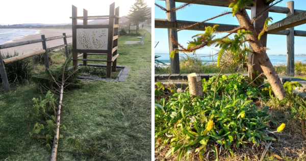 Vandals target Towradgi trees again in a 'selfish and brazen act'