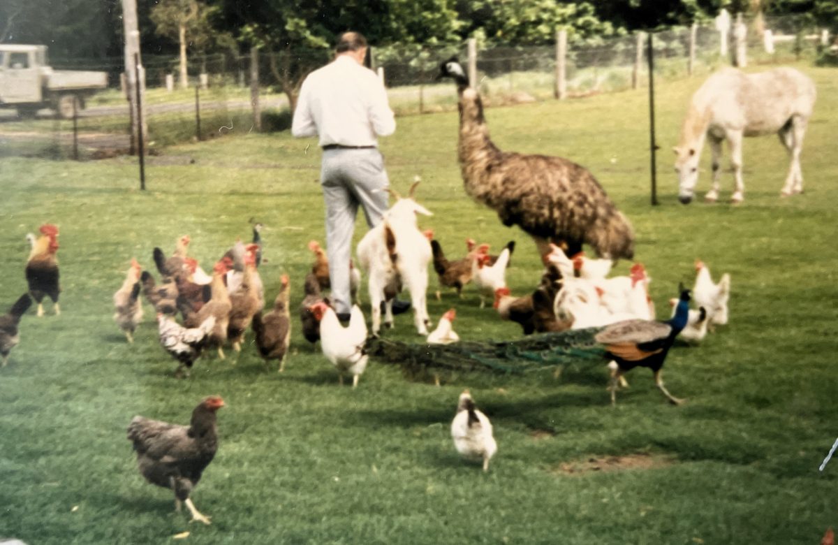Bob Harrison with emu, chickens, horse and peacock at Albion Park farm.