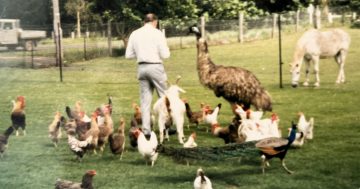 Albion Park animal farm loved by generations says goodbye to last remaining emu