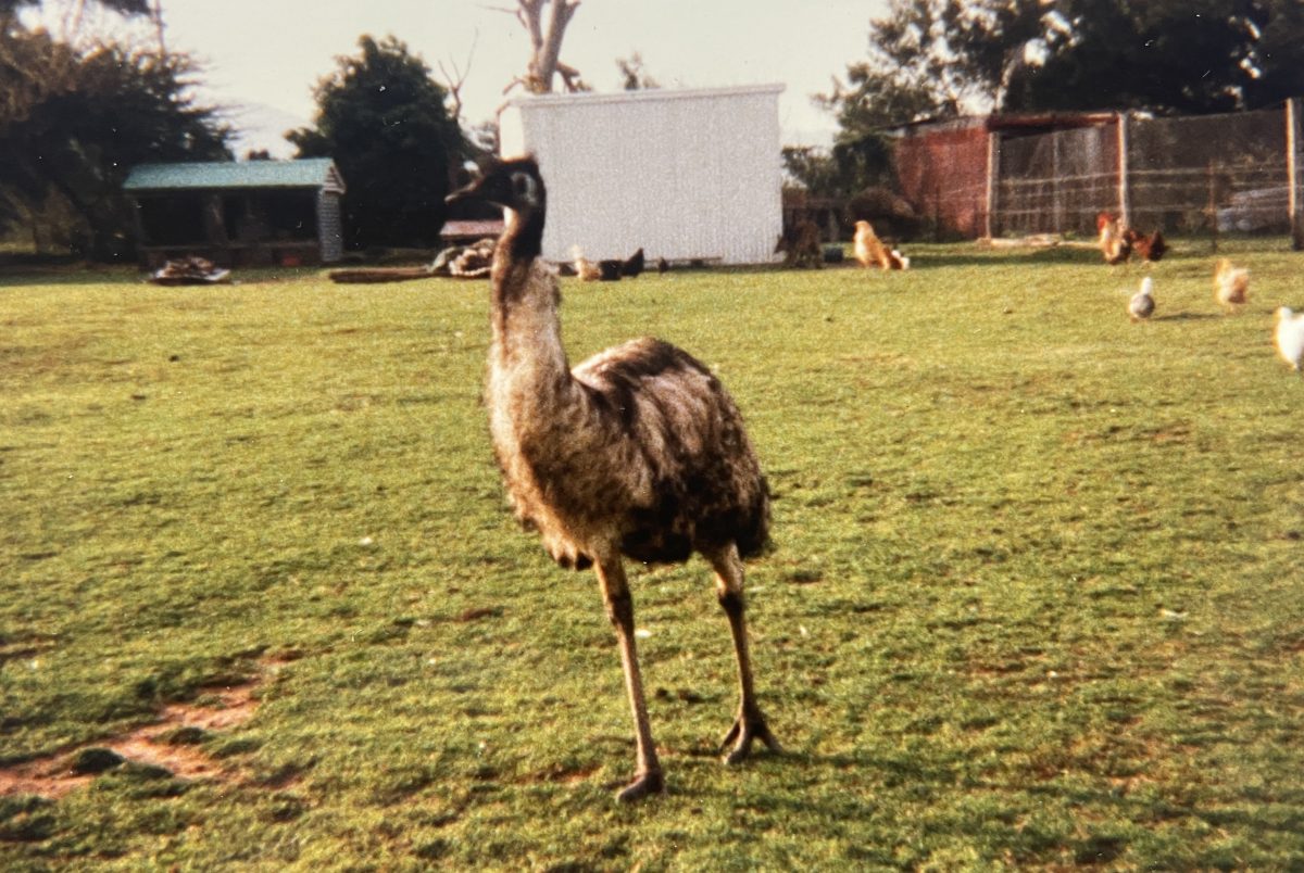 Emu at Harrisons animal farm.