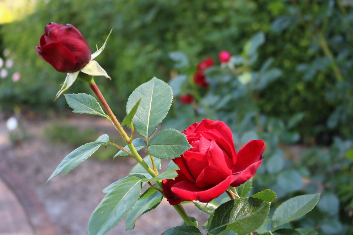 A red rose blooming in the rose garden.