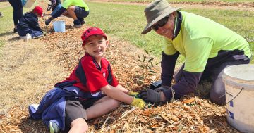 Koonawarra kids create Wollongong's first 'Koala Food Forest' to help save our iconic marsupial population