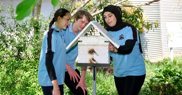 Warrawong High students get a buzz out of latest addition to 'living classroom'