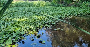 Illegal plant found in Corrimal poses devastating threat to waterways and aquatic animals
