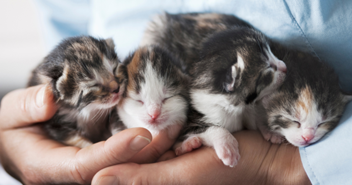 Rspca discount cat vaccinations