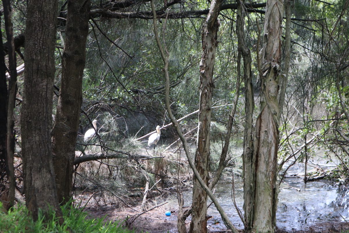 Waterfowl have made the salt marsh home at Greenhouse Park, despite the need for remediation.