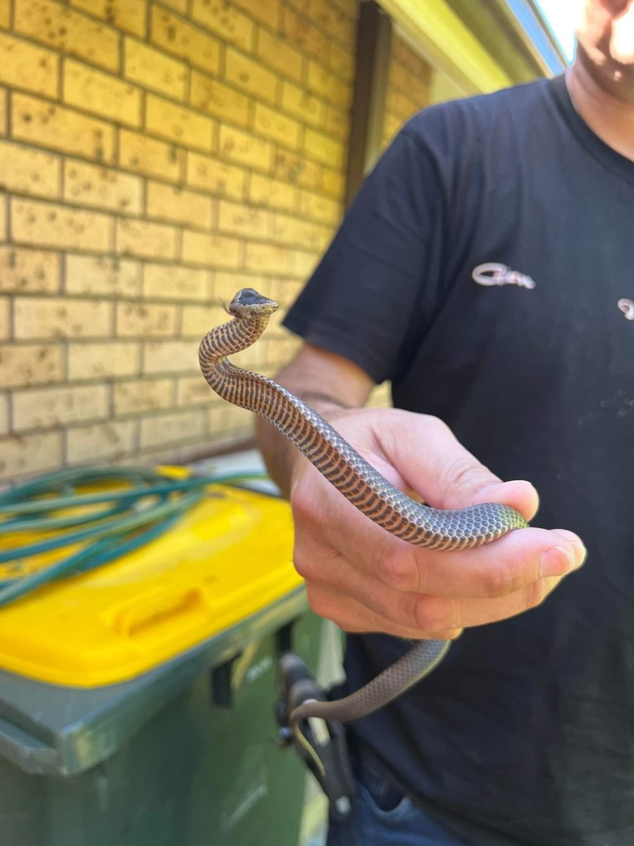 The shy, nocturnal golden crown snake is sometimes mistaken for an eastern brown due to its similar colouring and big attitude.