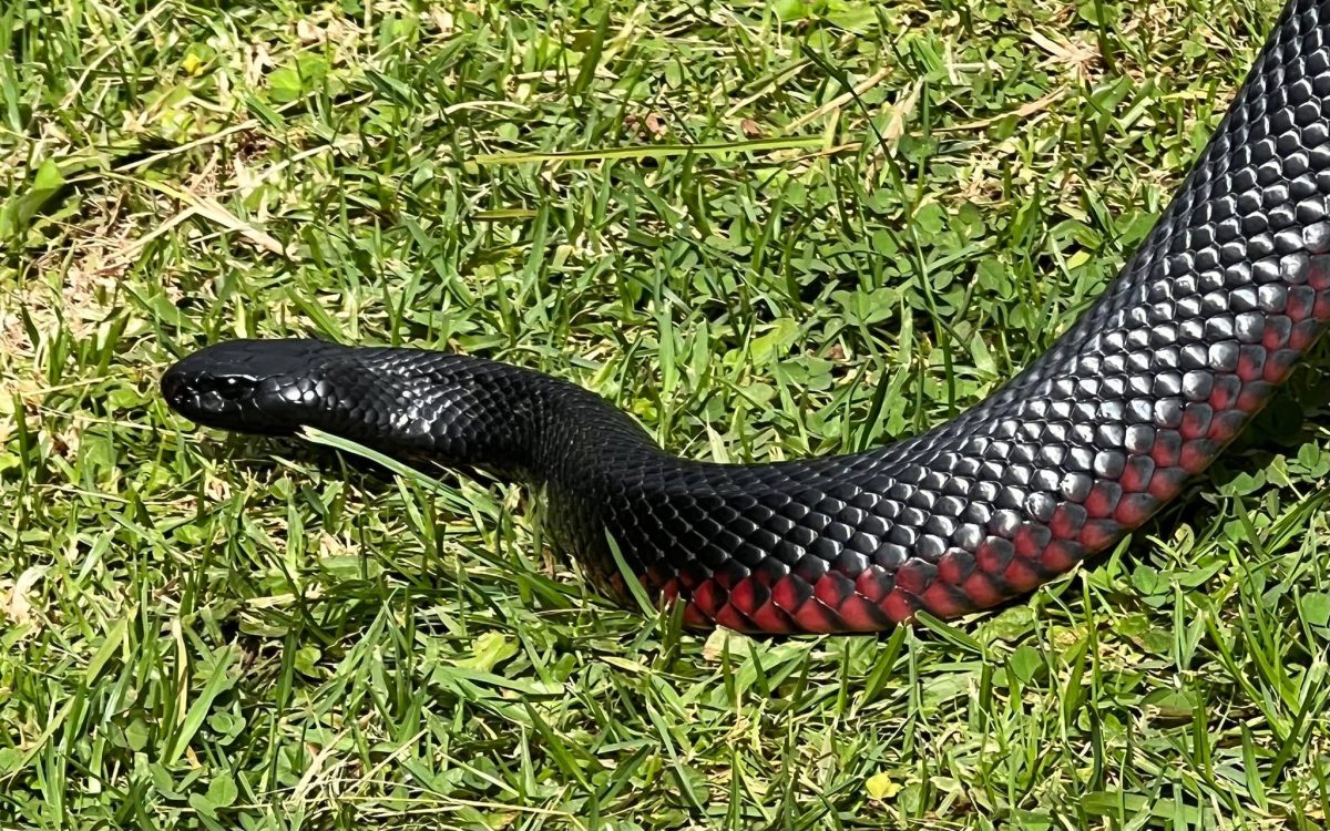 A vibrant, red-bellied black snake.