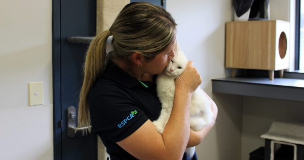 UPDATED: The RSPCA flash adoption sale helping pets find their fur-ever homes this weekend