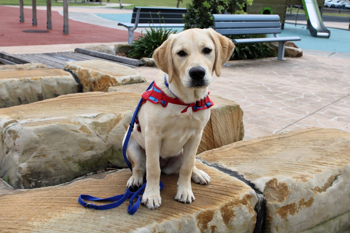 Penny the labrador training to be an assistance dog. 
