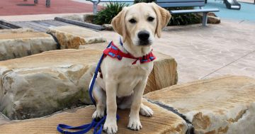 Call out for animal lovers to care for future assistance dogs and become puppy educators