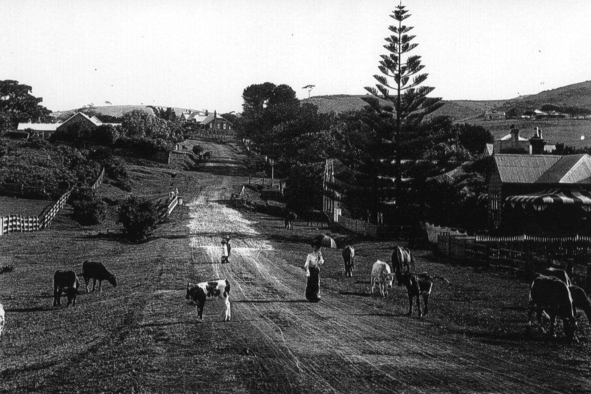 Cattle grazing on the side of Manning St in about 1909. 