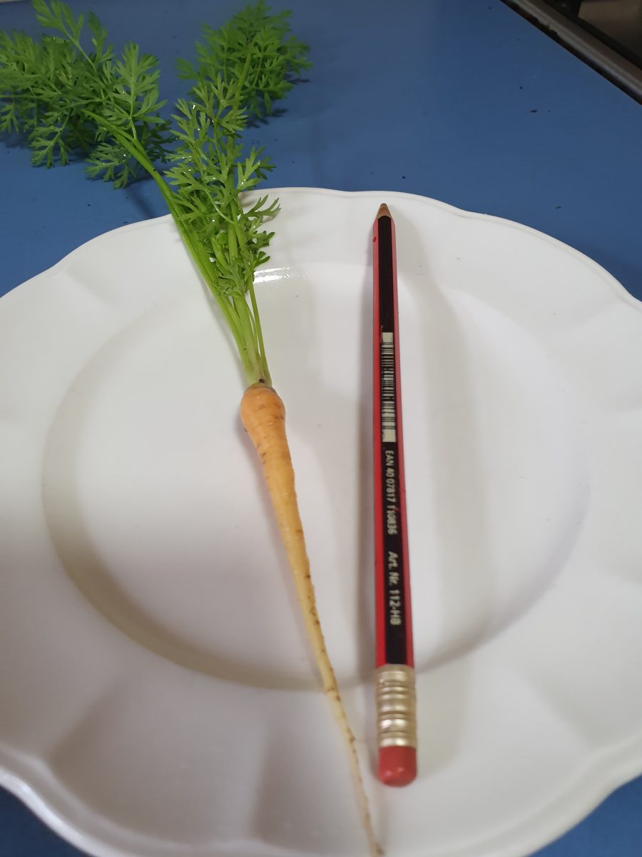 Very skinny carrot next to a skinny pencil.