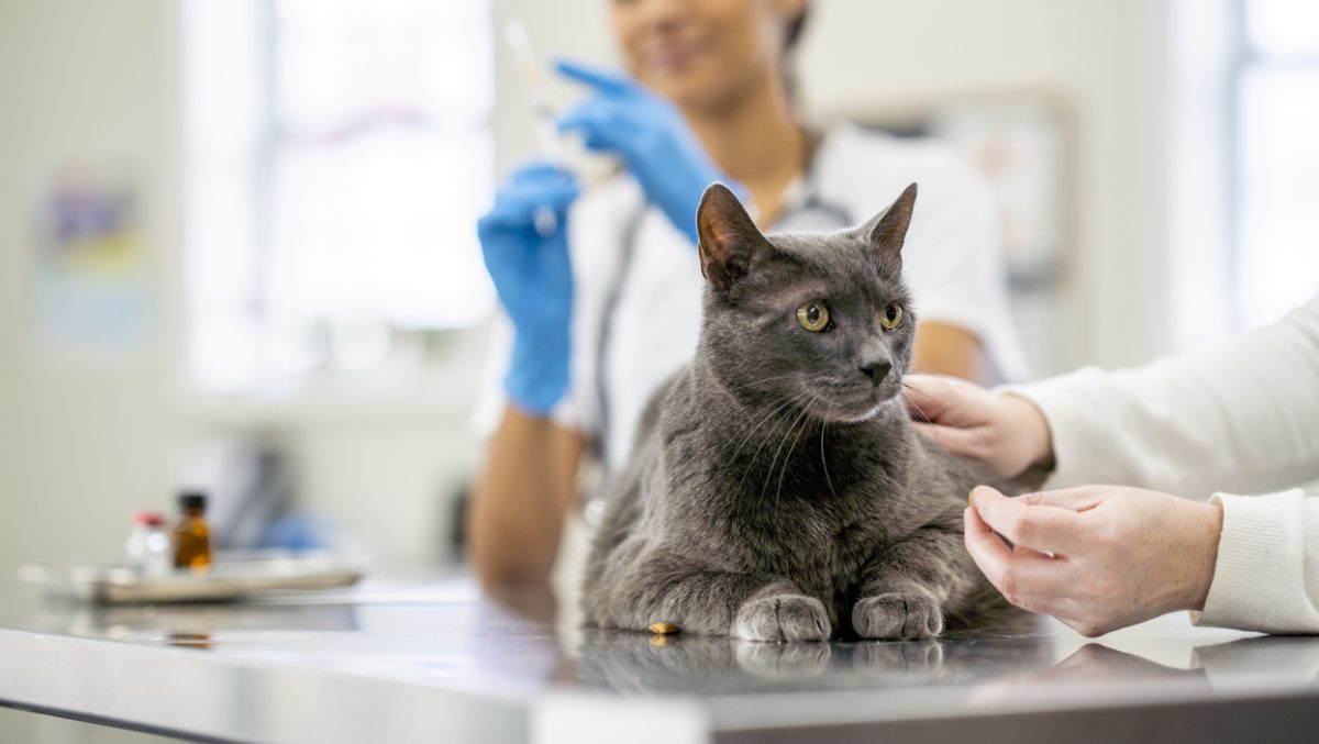 vet with needle in background with cat in foreground.