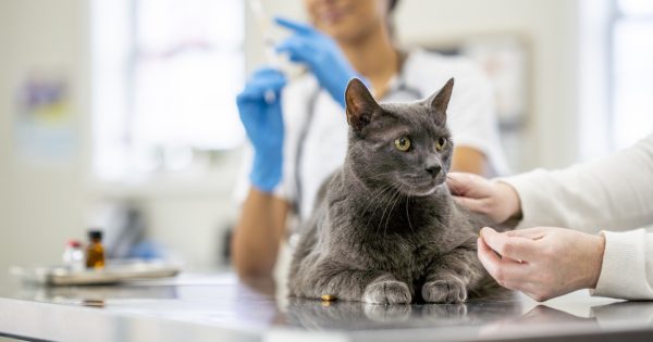 Cat vaccination shortage causing problems for vets, shelters and pet owners set to continue