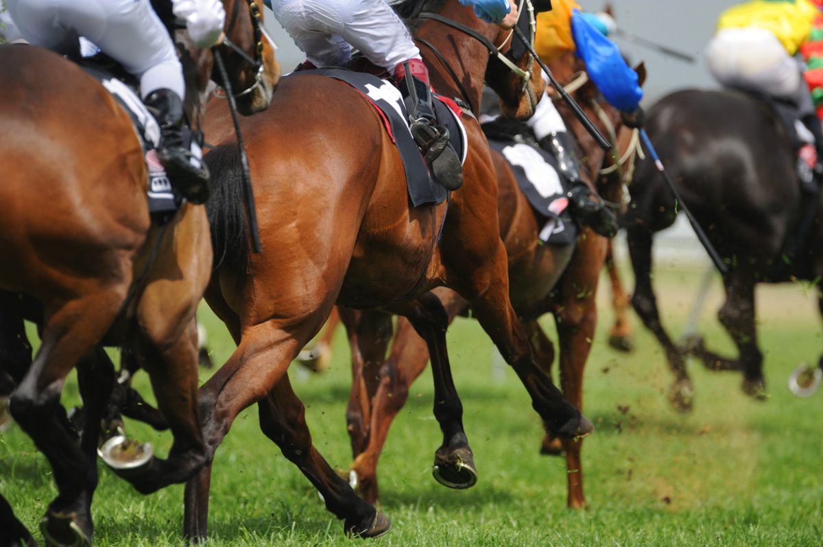 A field of horses and jockeys during a race
