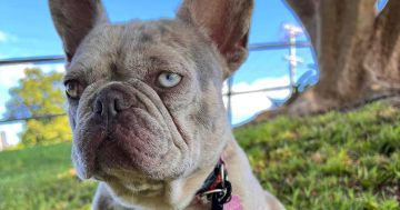 Family's plea for beloved French bulldog to be returned after sudden disappearance