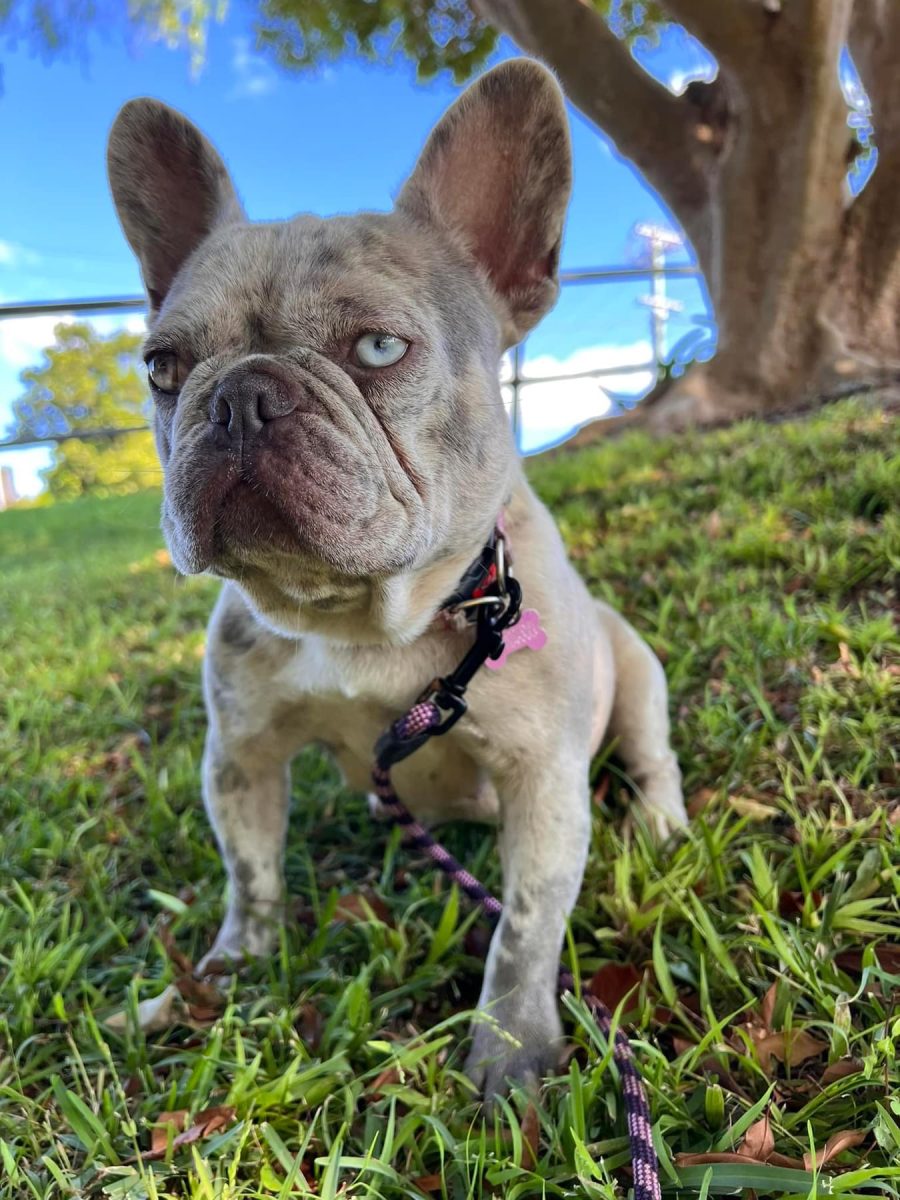 Luna the missing French bulldog.