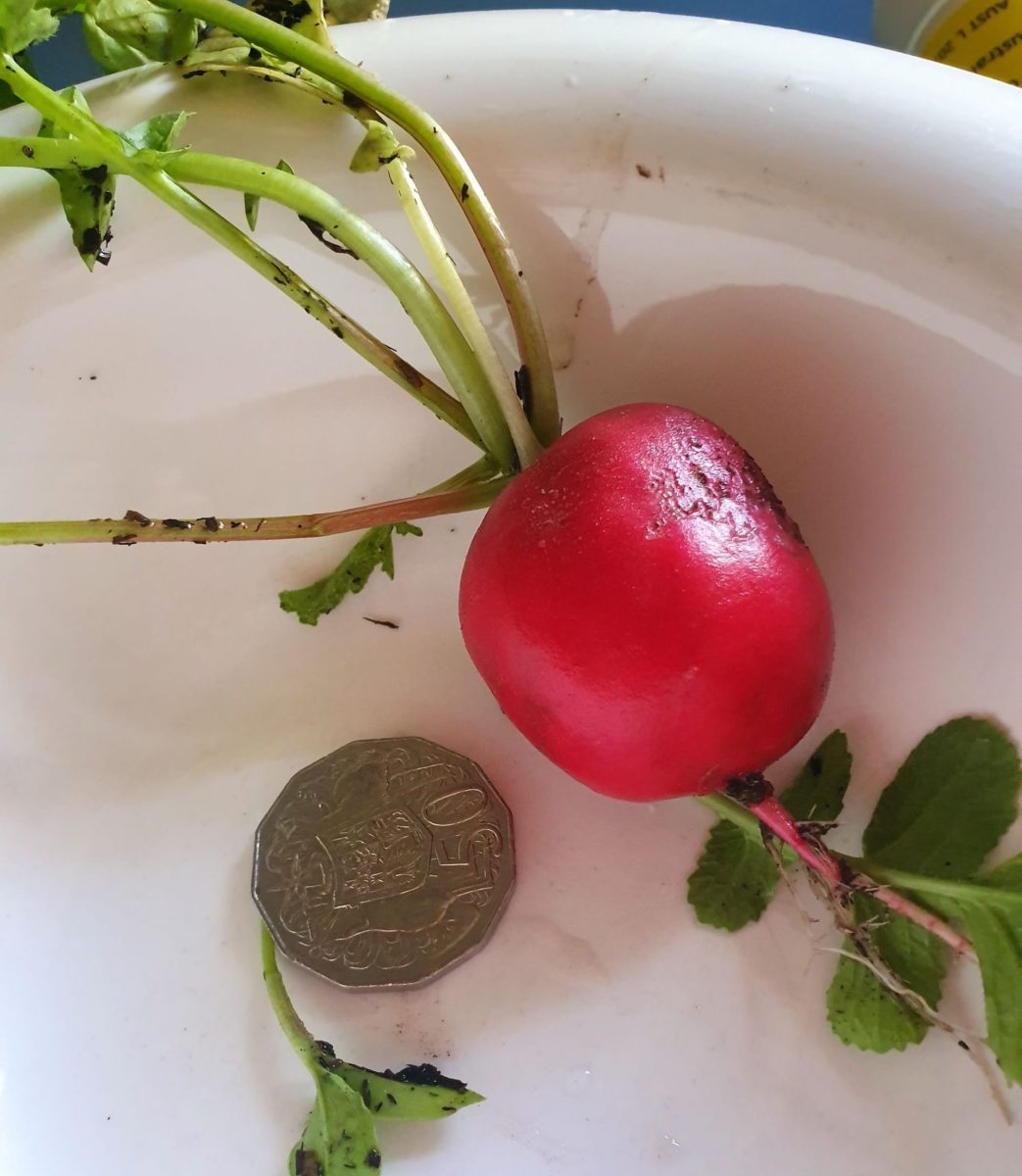 Radish on a plate next to a 50-cent piece