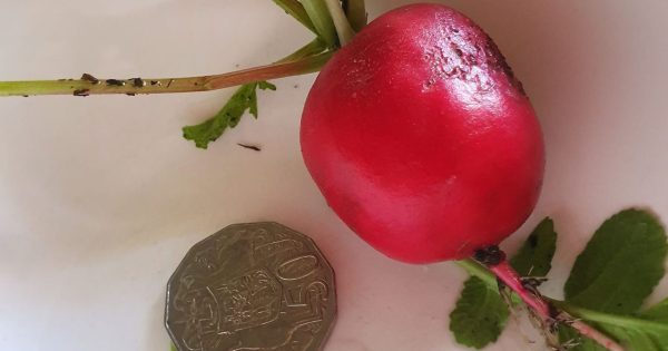 Taste the joys and bitter disappointments of a wanna-be veggie gardener