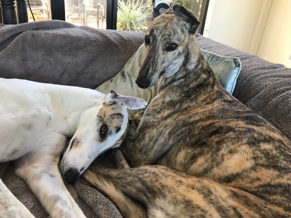 Two greyhounds lounge on each other