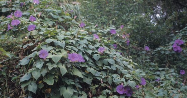 Have you noticed the hordes of weeds along our highways? Here's why they're hard to handle