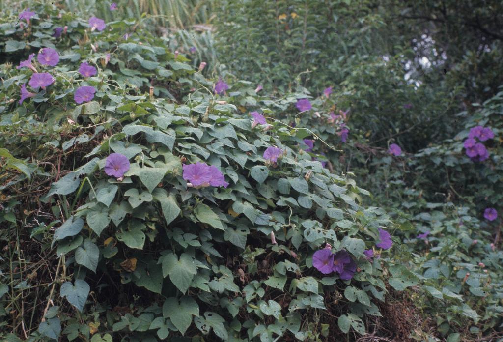 Bush with purple flowers