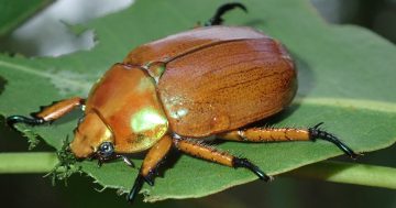 Are Christmas Beetles back or are tiny imposters taking over the Illawarra?