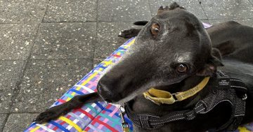 Why a greyhound could be the perfect pet for you