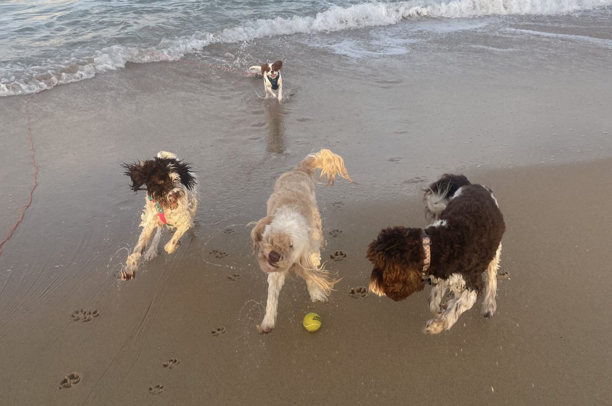 Four dogs playing at the beach.